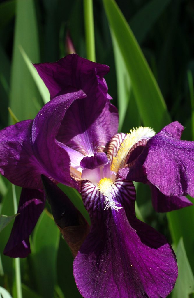 lirio azul (Iris latifolia)